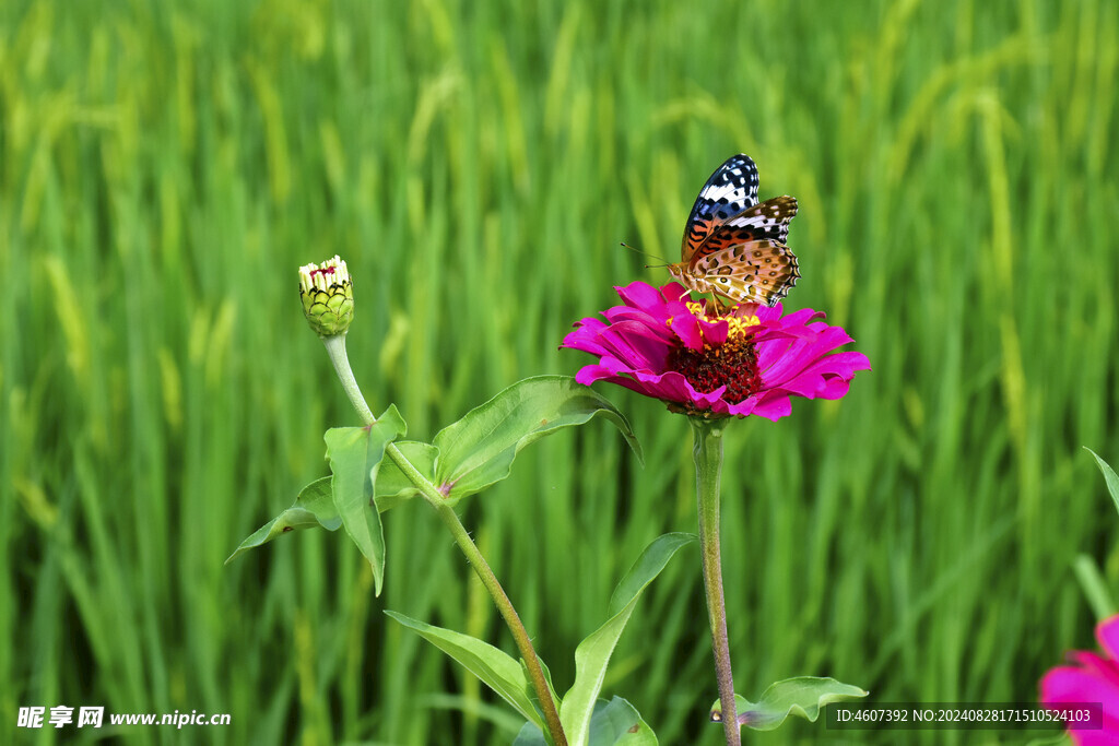 蝶恋花