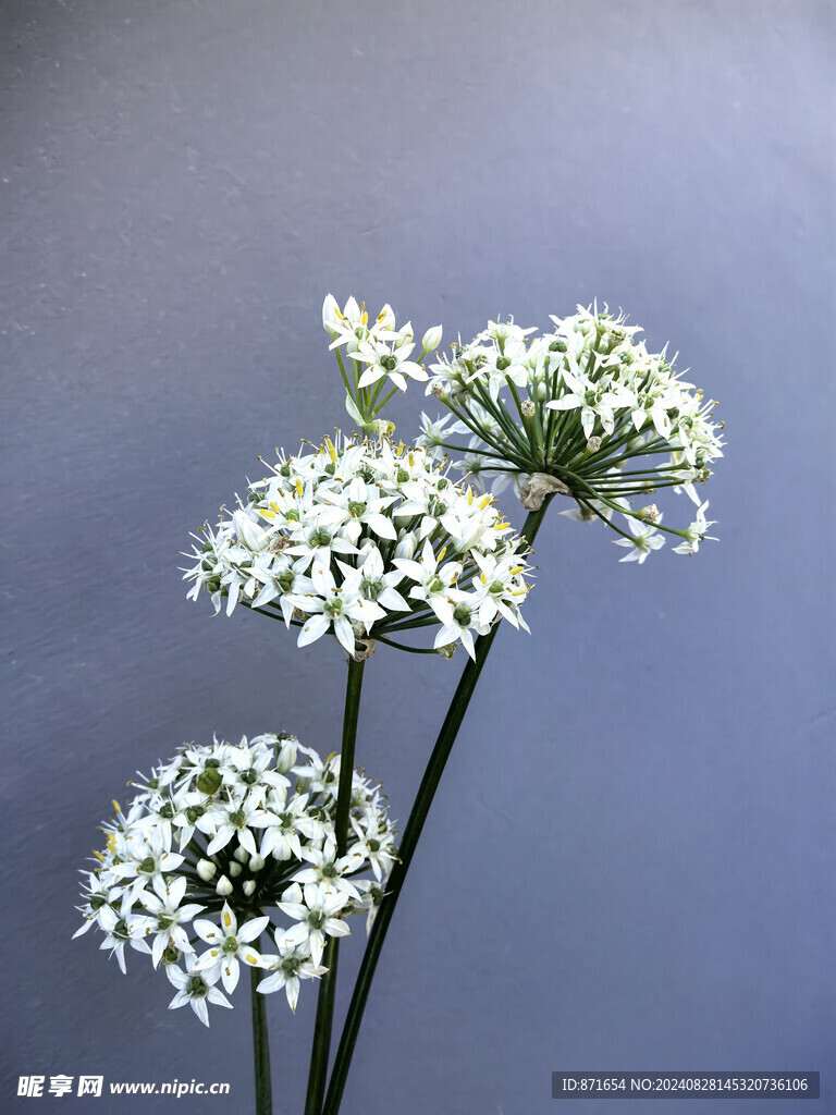 韭菜花