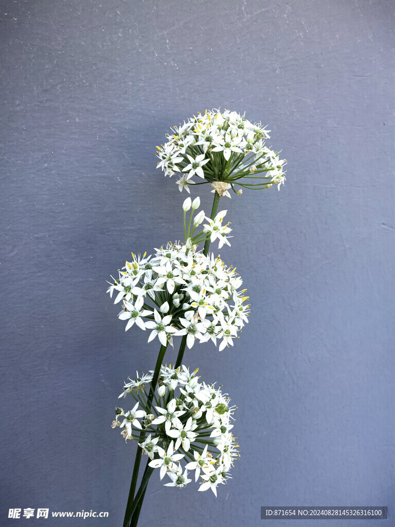 韭菜花