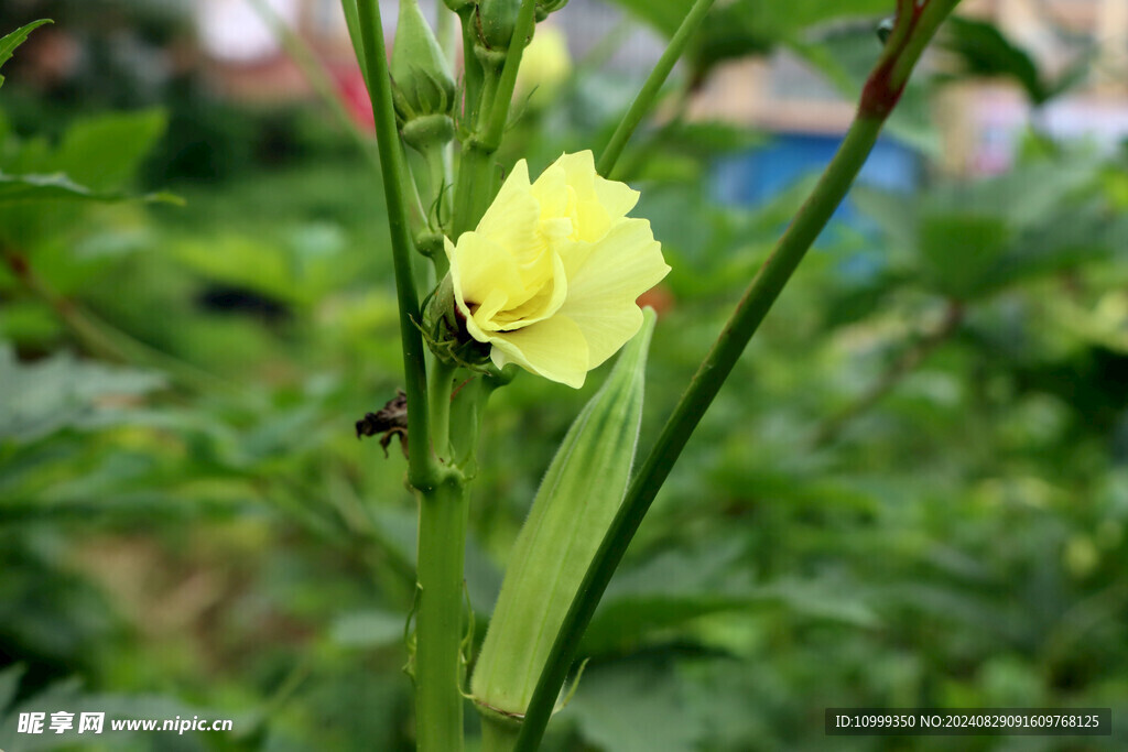 秋葵花