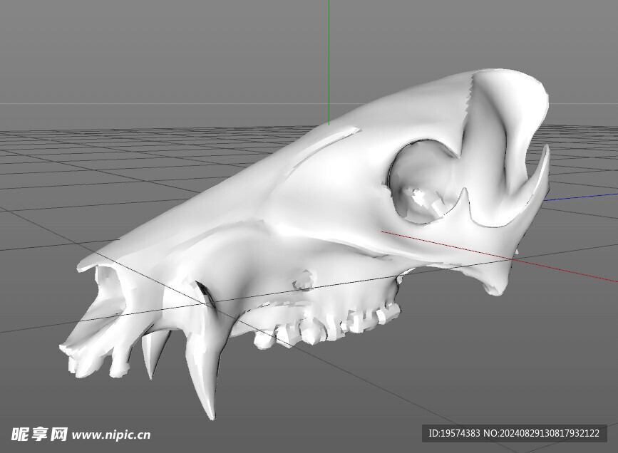 C4D模型 骨头