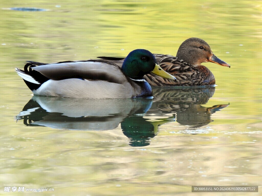 绿头鸭