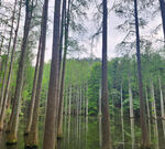 深林公园