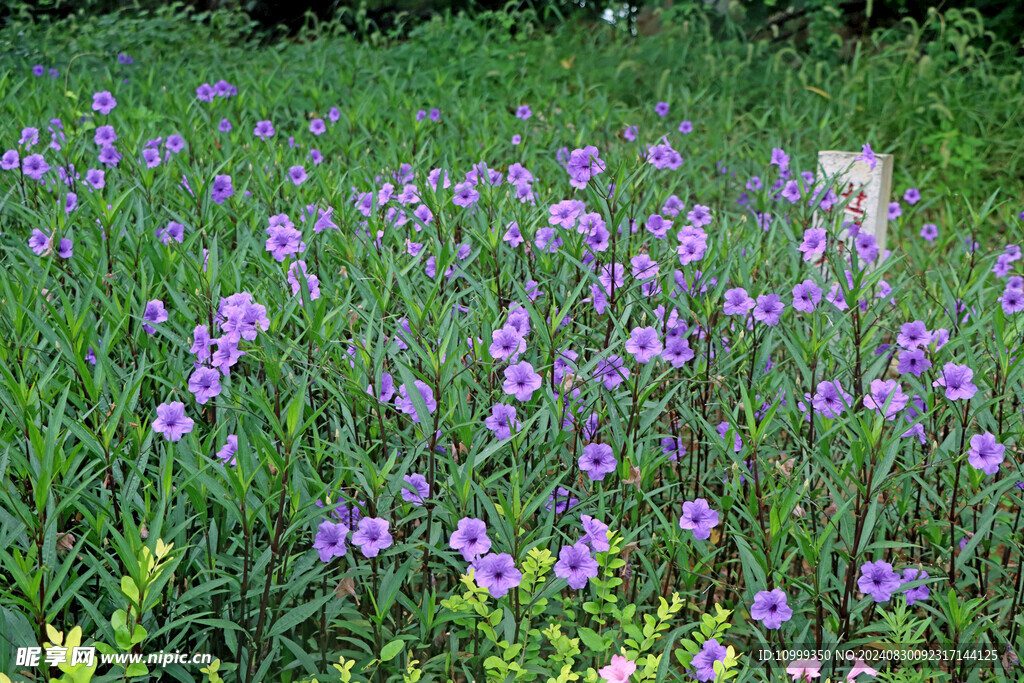 蓝花草