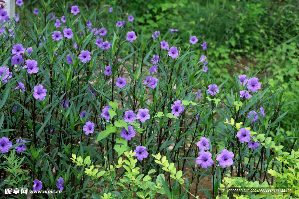 蓝花草