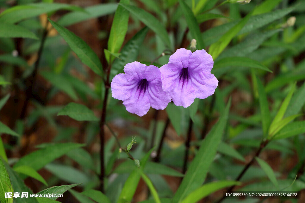 蓝花草