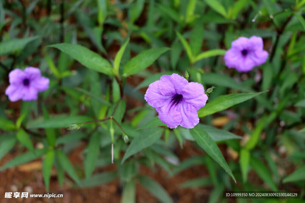 蓝花草