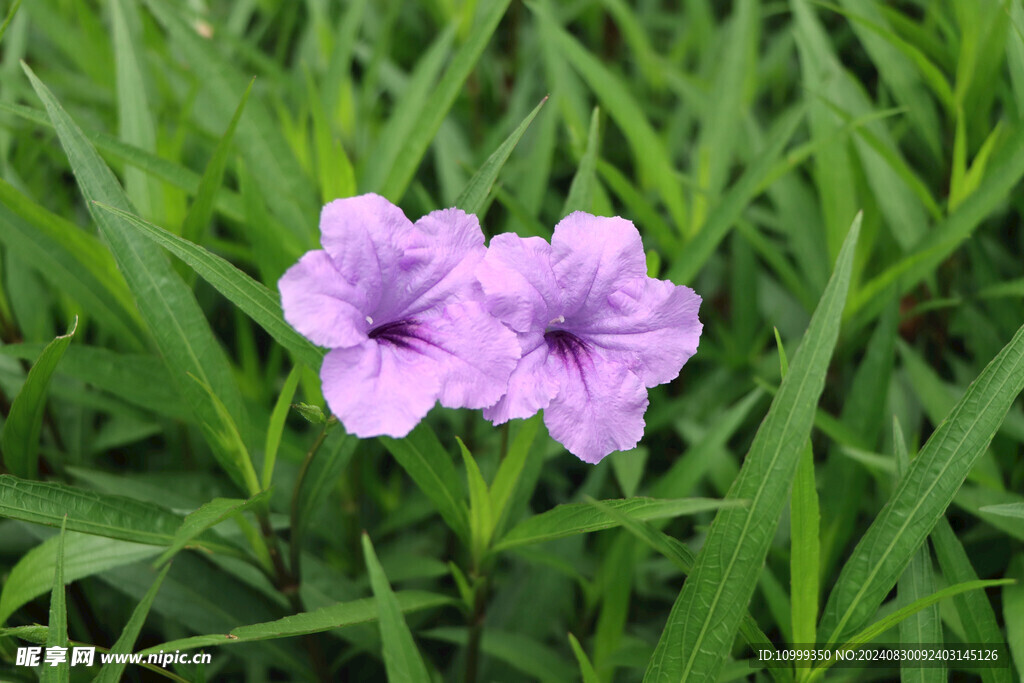 蓝花草