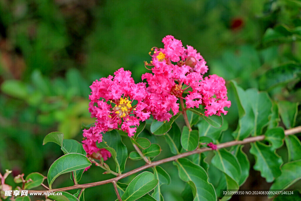 紫薇花