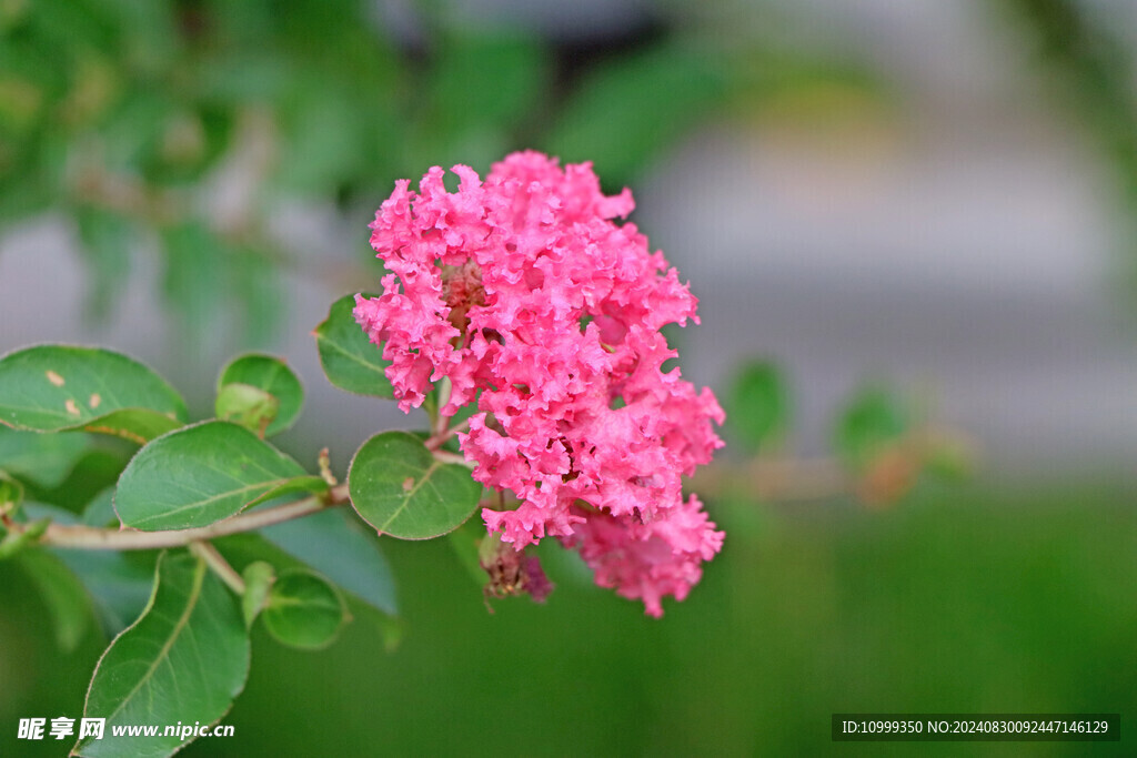 紫薇花