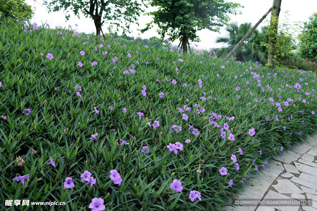 蓝花草