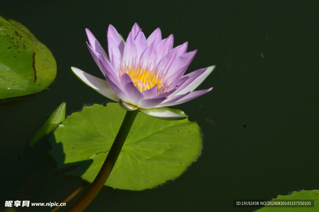 睡莲花 