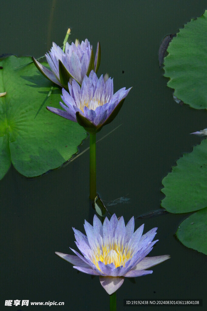 睡莲花 