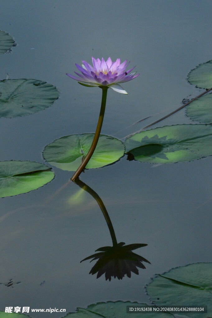 睡莲花