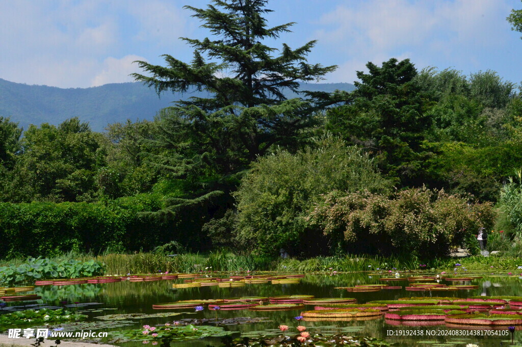 荷塘风景 