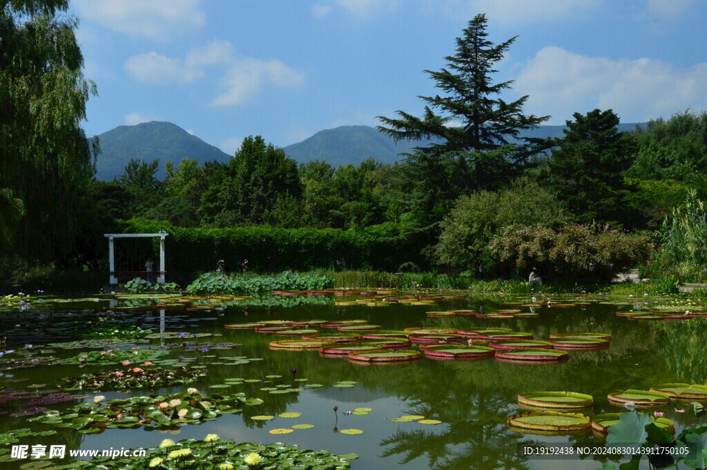 荷塘风景 