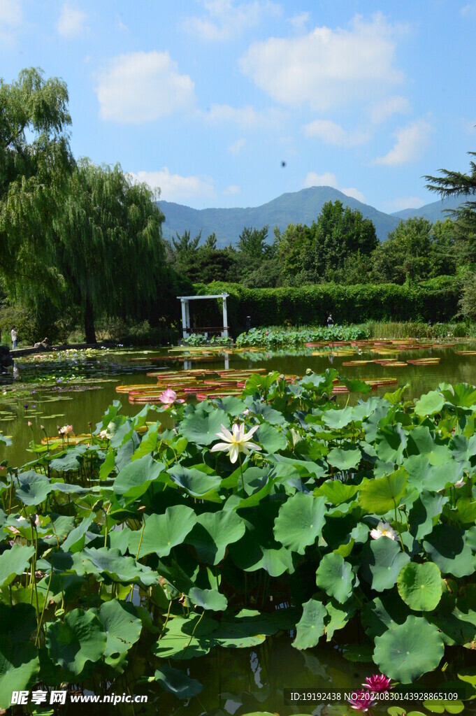 荷塘风景 