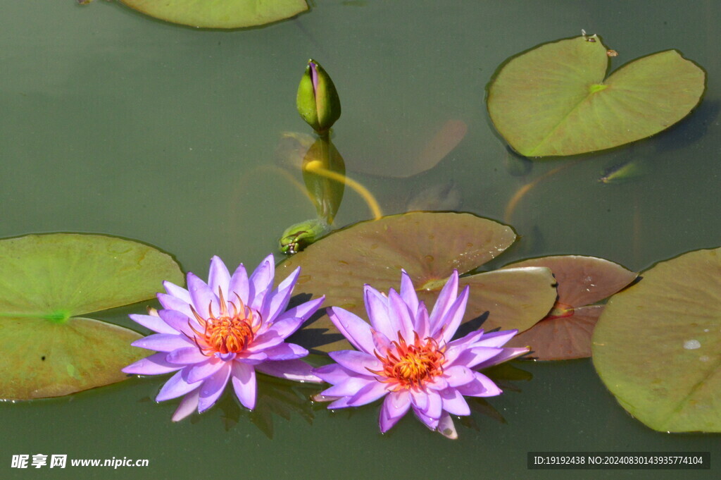睡莲花 