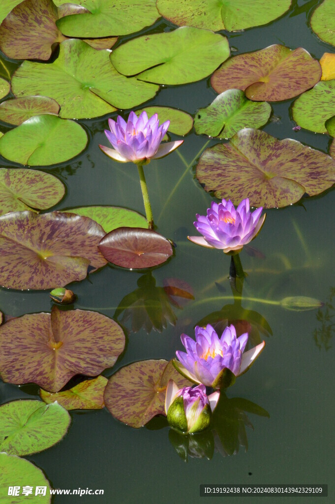 睡莲花