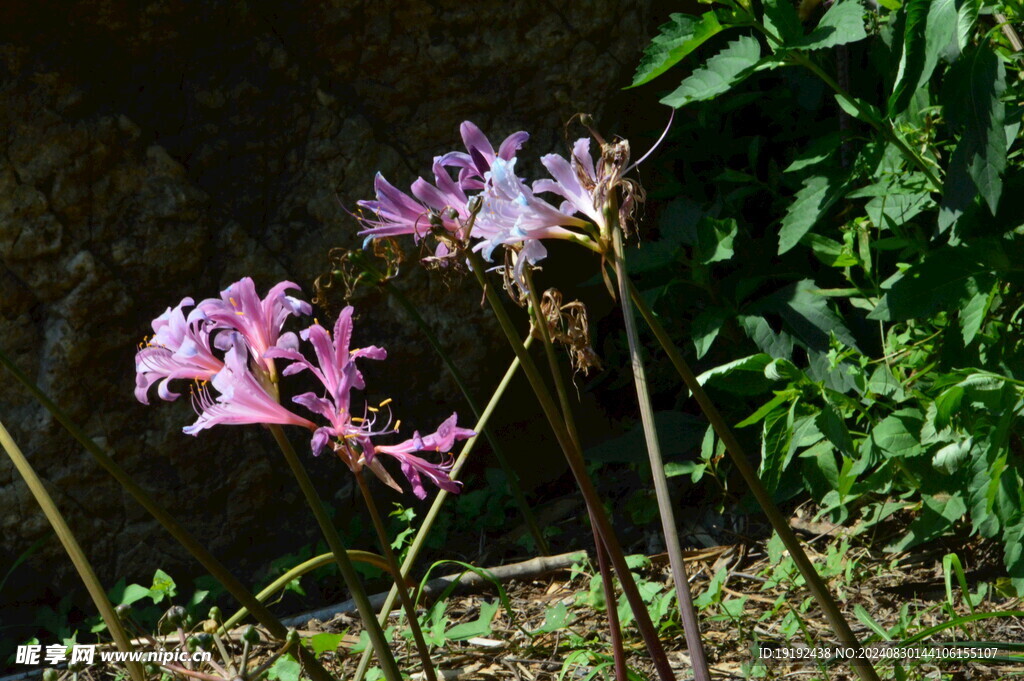 石蒜花