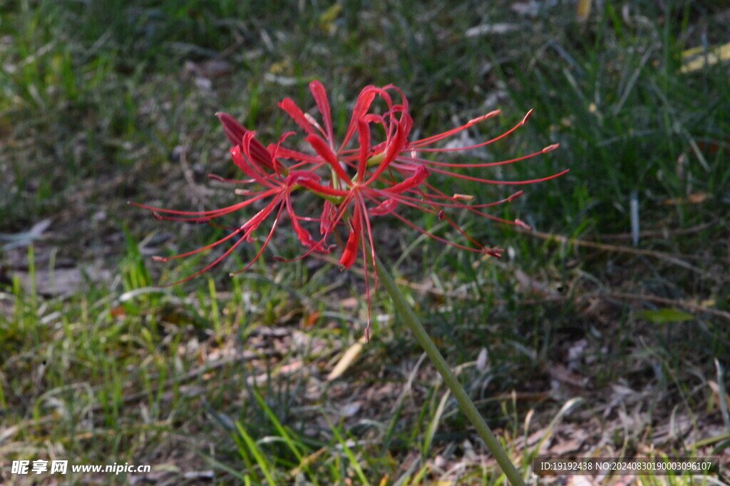 石蒜花 