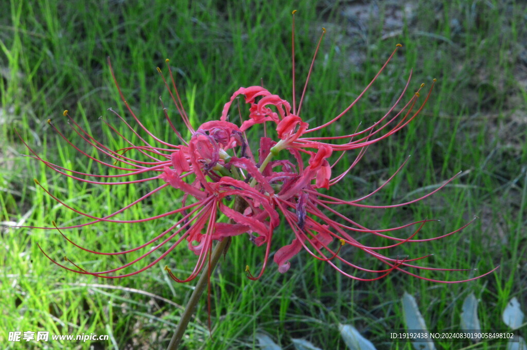石蒜花 