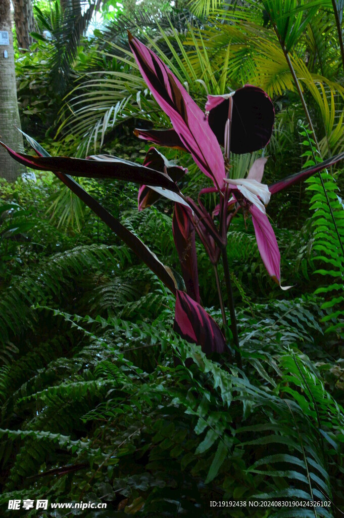 紫背竹芋  