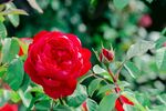 玫瑰花