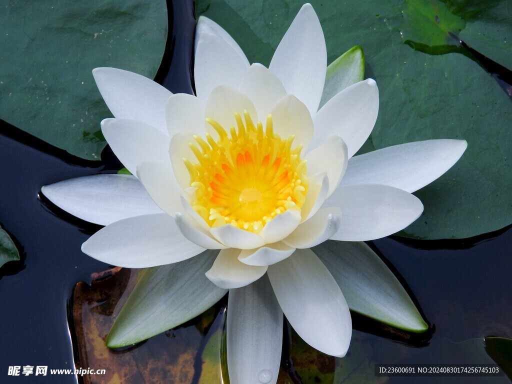 荷花