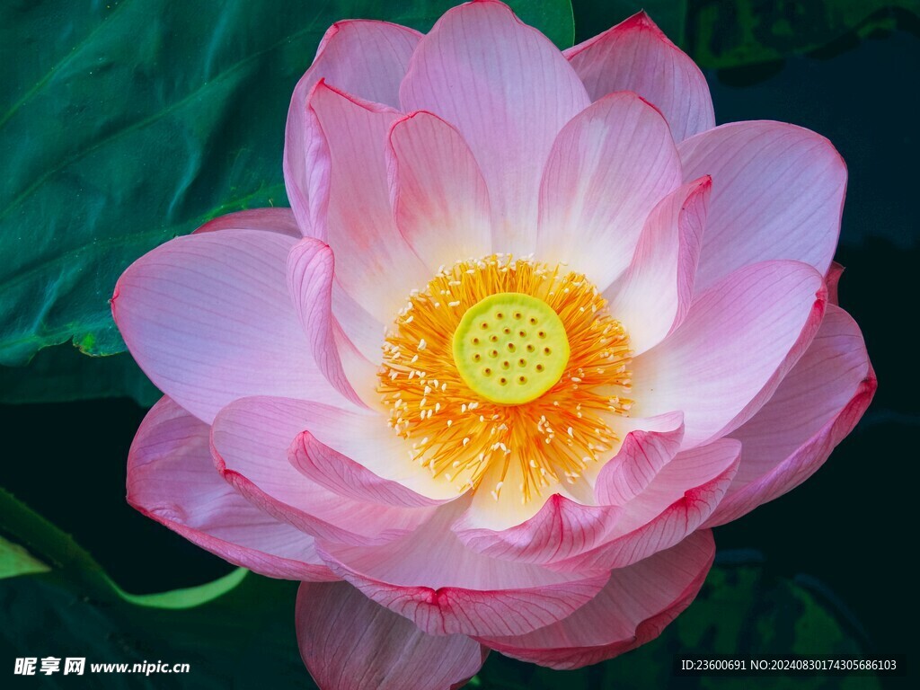 荷花