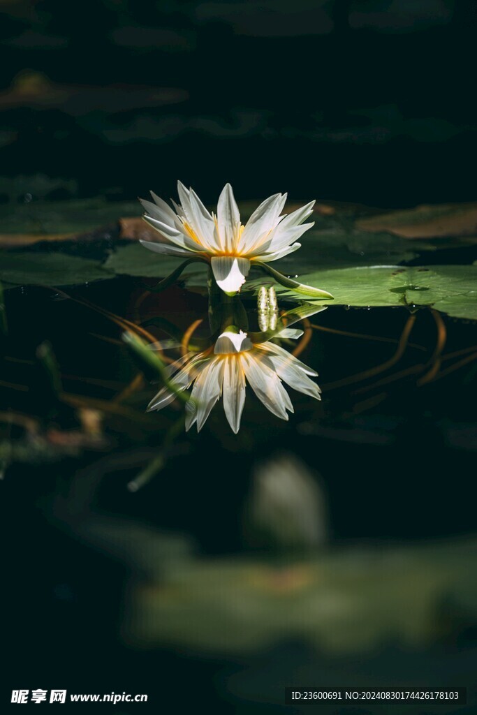 白色荷花 