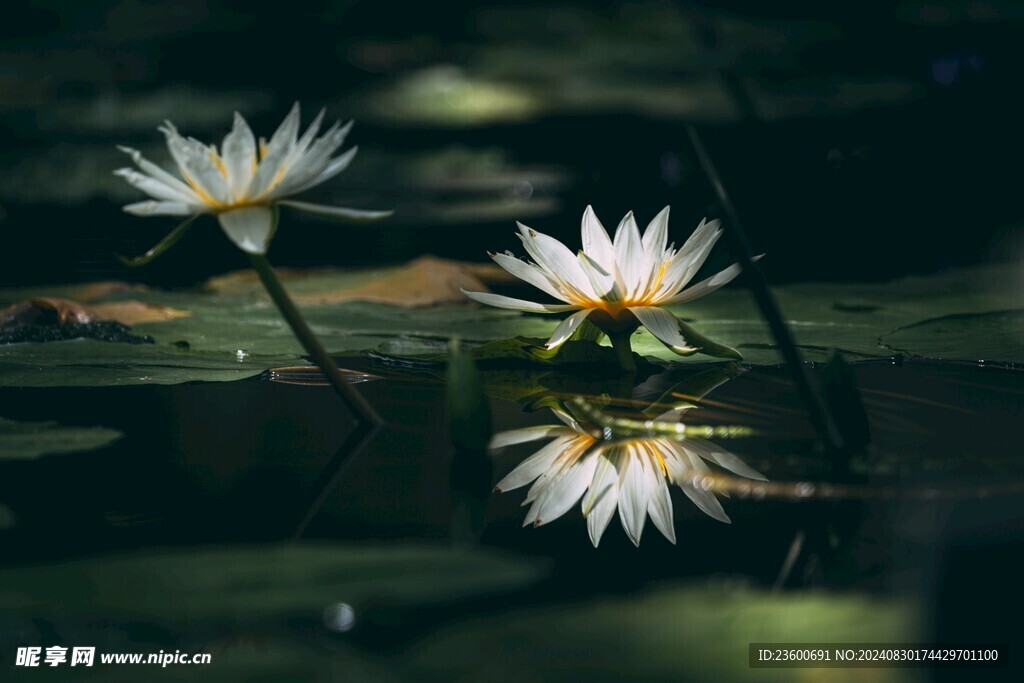 白色荷花