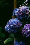 蓝色绣球花