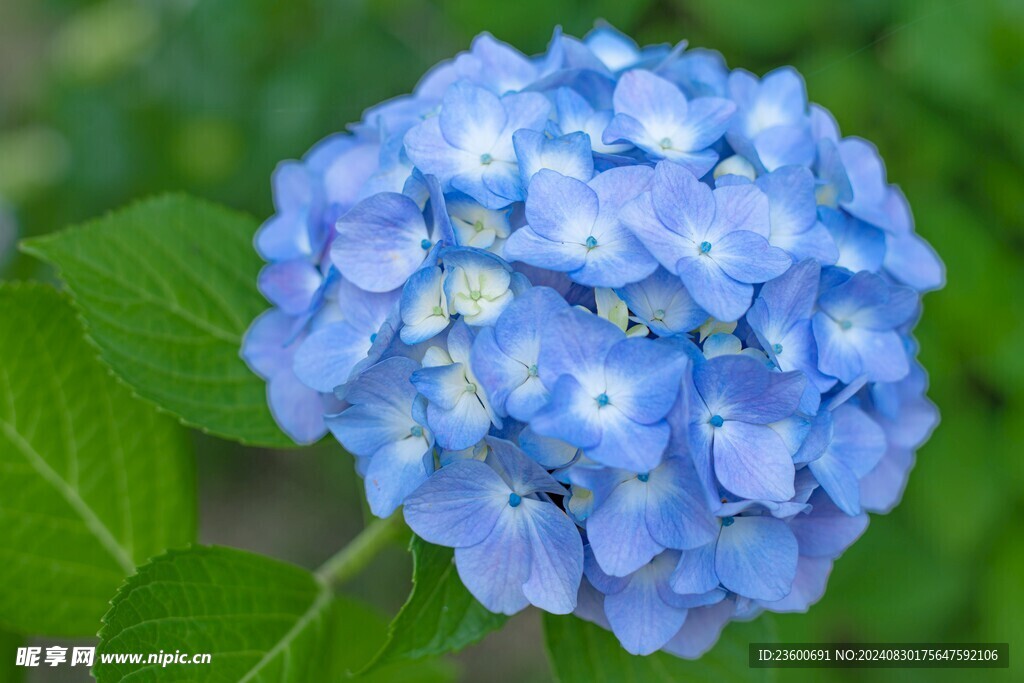 绣球花