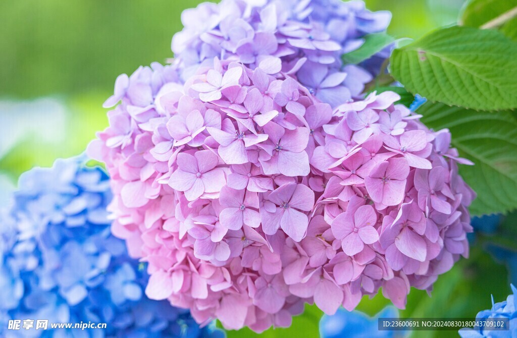 绣球花