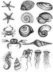 海洋生物手绘