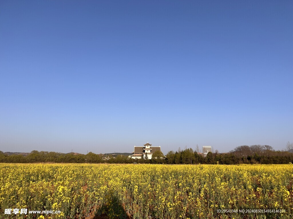 油菜花