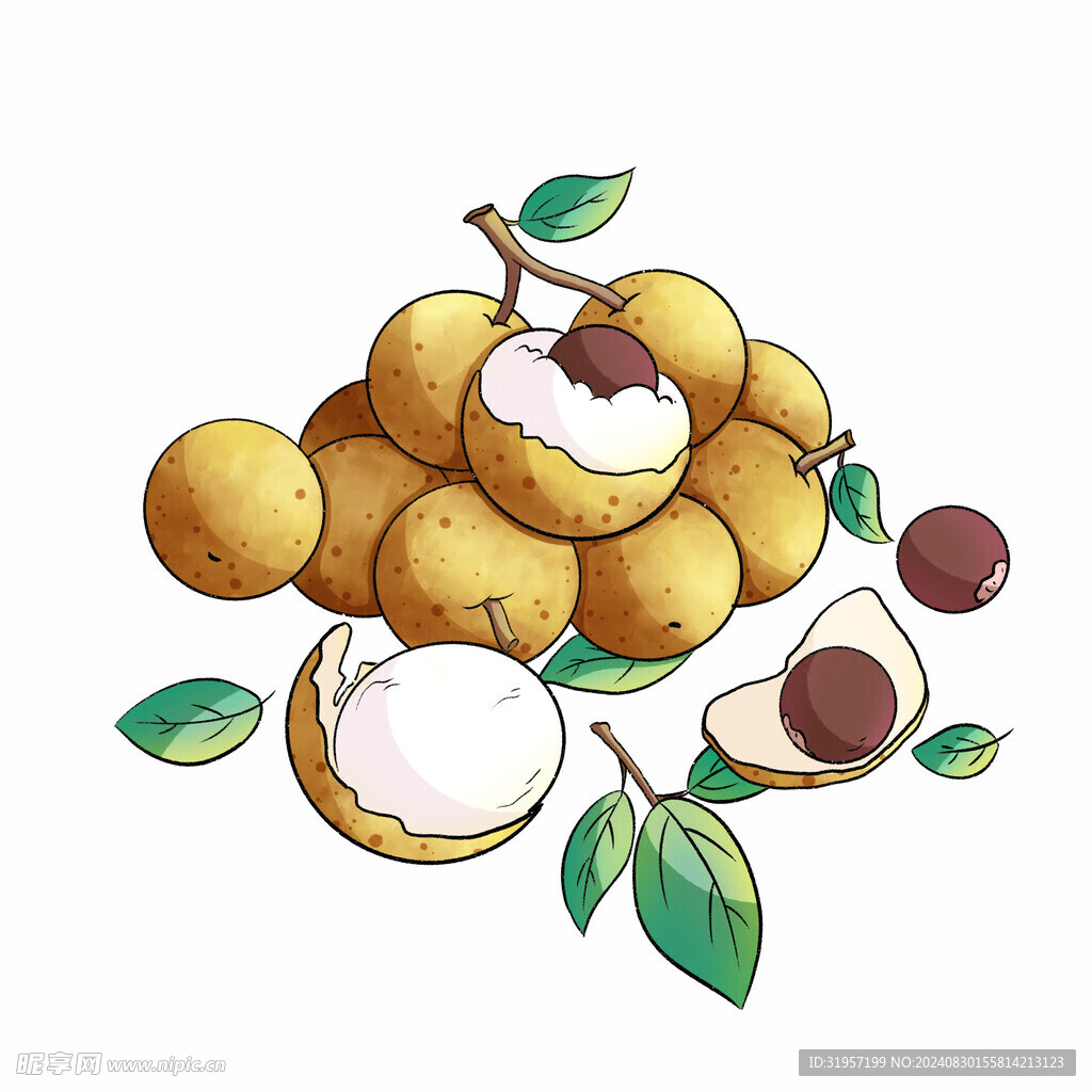 白露龙眼插画