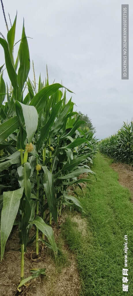 玉米地