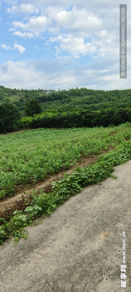 蓝天草地