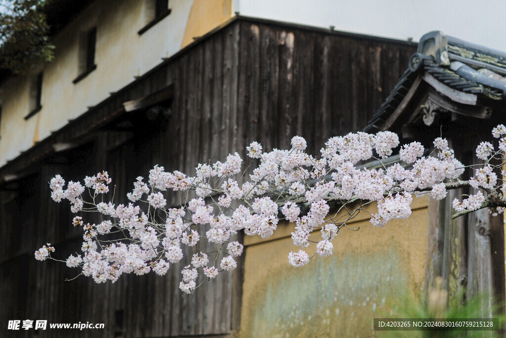 日本樱花