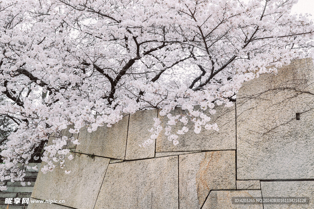 日本樱花