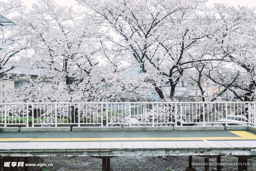 日本樱花