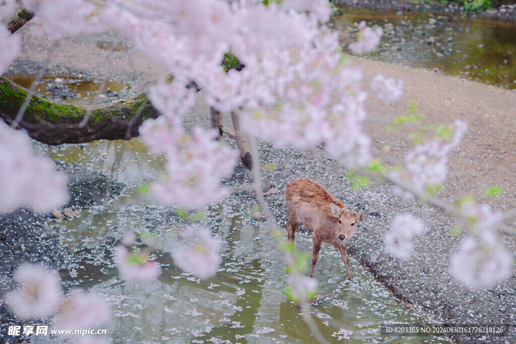 日本樱花奈良小鹿