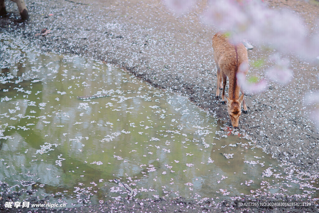 日本樱花奈良小鹿