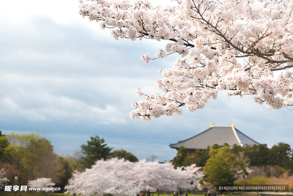 日本 旅游 樱花