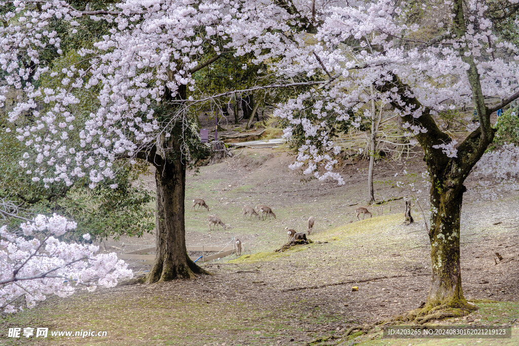 日本樱花奈良小鹿