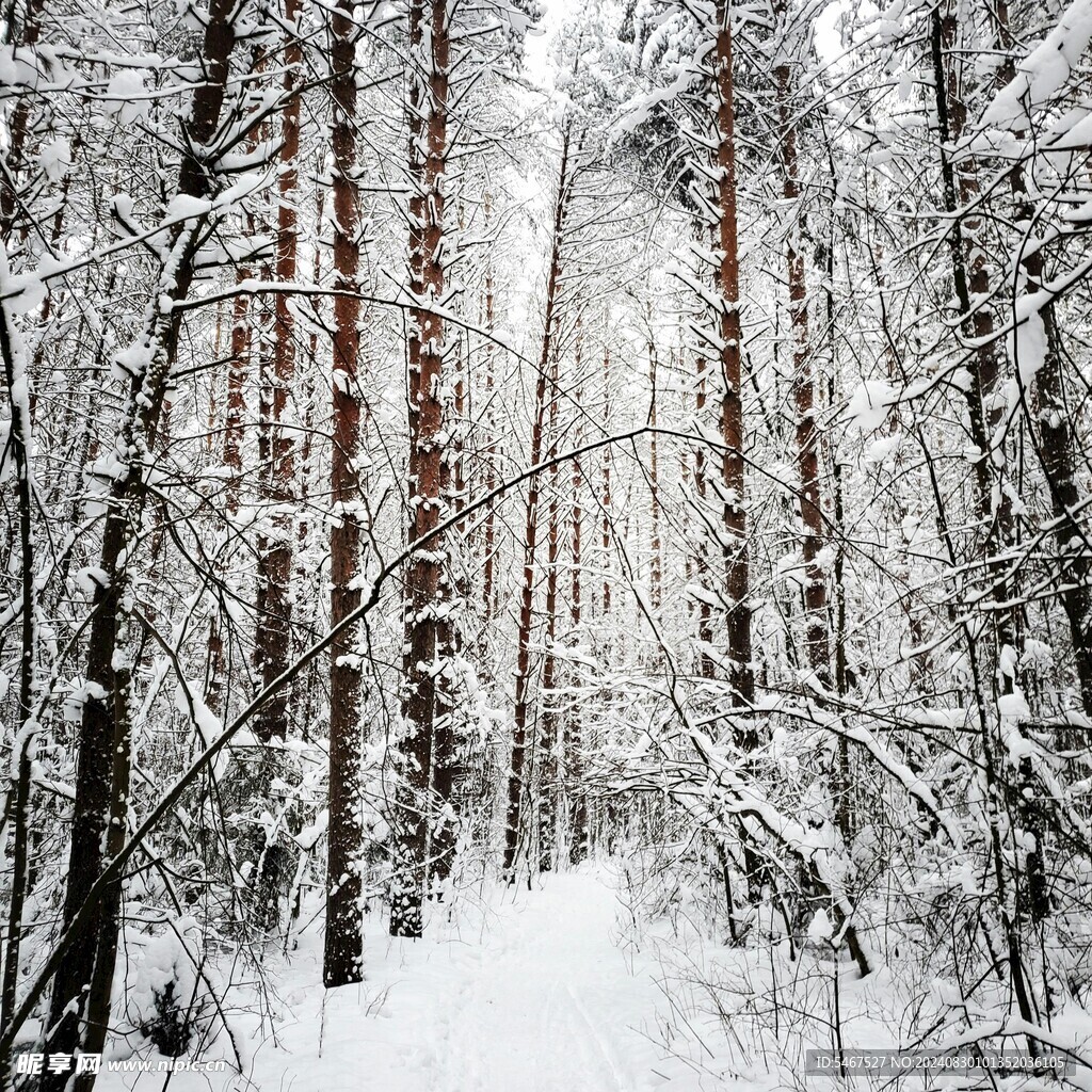  雪景 雾松  景观