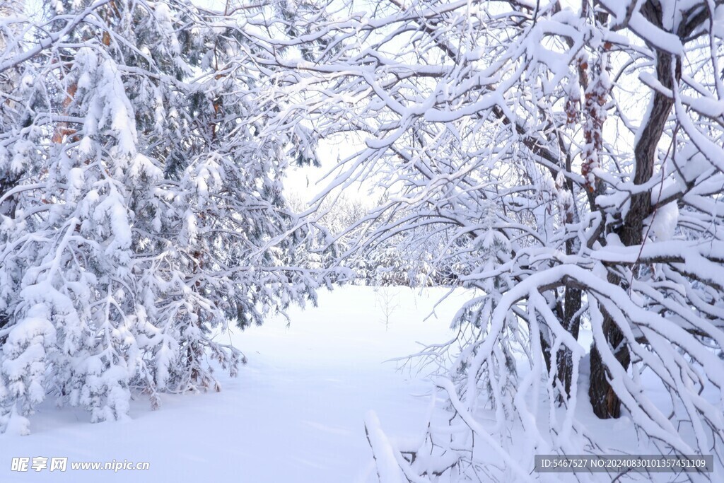  雪山 雾松 