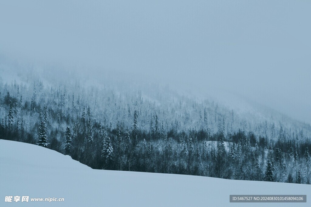 雪山 雾松景观